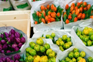 Azioni contro l’abusivismo nel settore fioristi