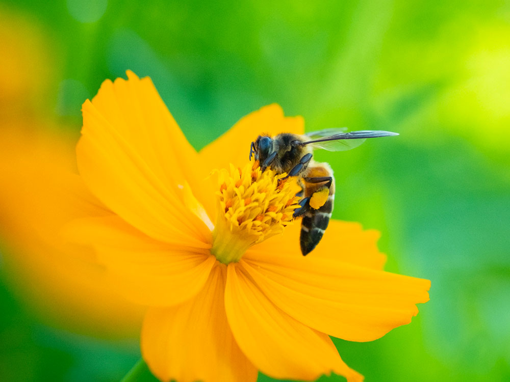Como giardino fiorito: aderisci subito gratuitamente
